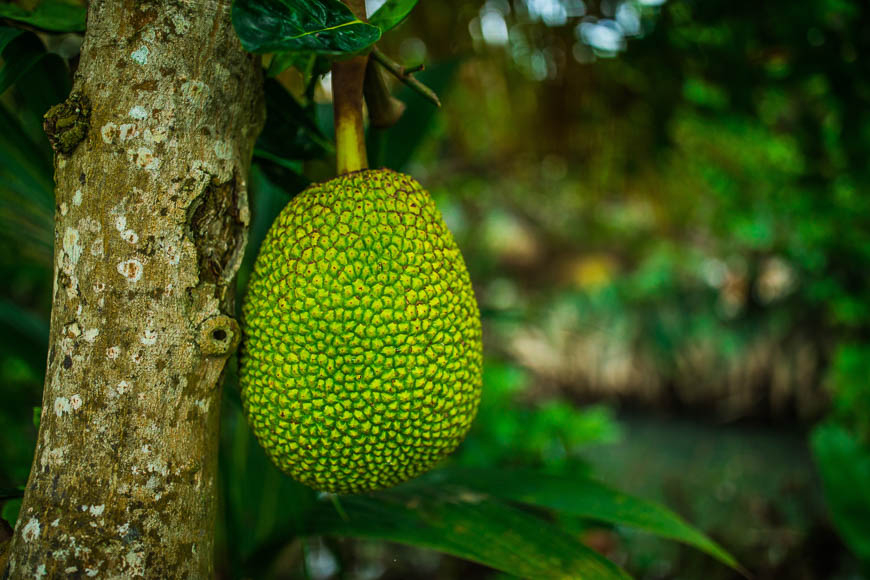 13 incredible fruits from Vietnam