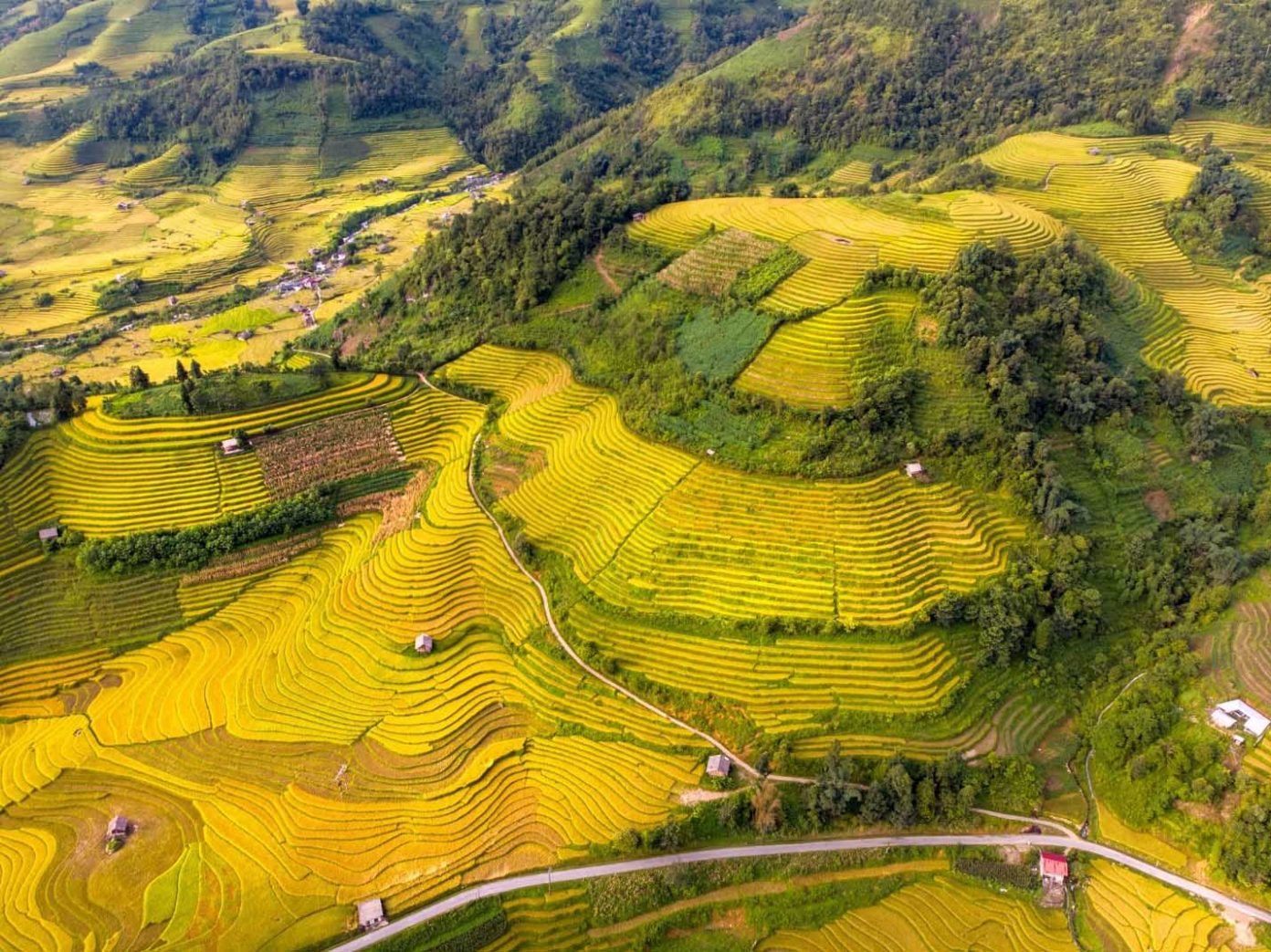 Visit Nậm Cang During the Rice-Color-Changing Season