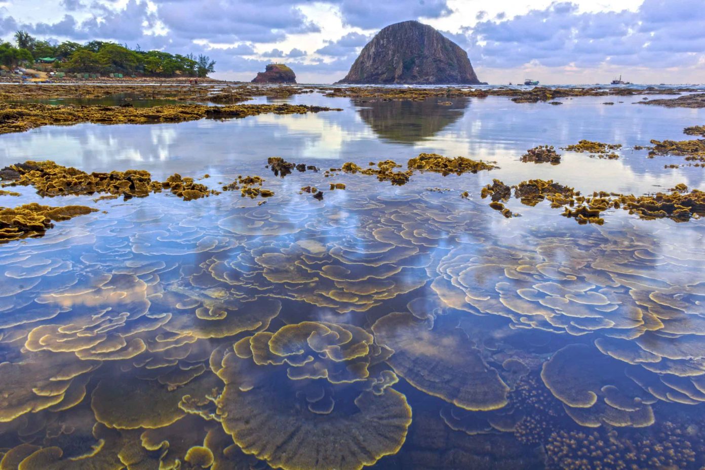 Take a Basket Boat to Hon Yen to See the “Coral Blooming”