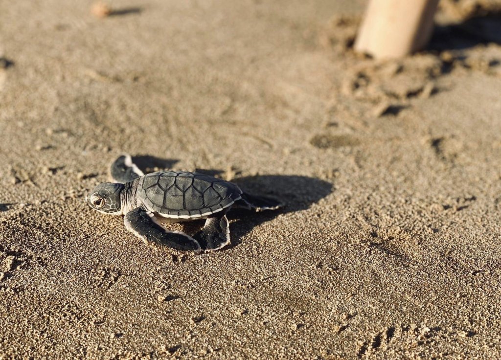 Release Baby Turtles to the Sea - A Unique Experience in Côn Đảo