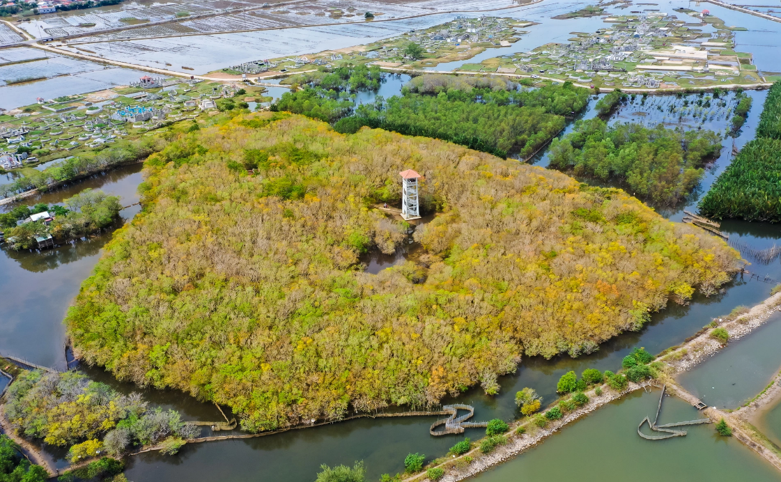 The Golden Season in Rú Chá’s Mangroves